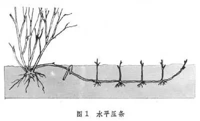 花木从业者应该知道的80条基本知识点，收藏_1