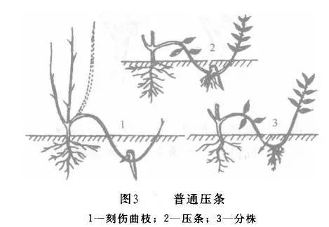 花木从业者应该知道的80条基本知识点，收藏_3