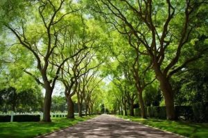 如何设计美妙的林荫大道景观-灵感屋