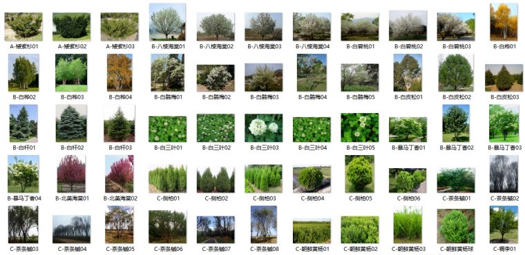 最全苗木表植物品种、苗木选型、苗木表图库-III区苗木选型标准图（沈阳、大连、北京、天津、天水）（1）