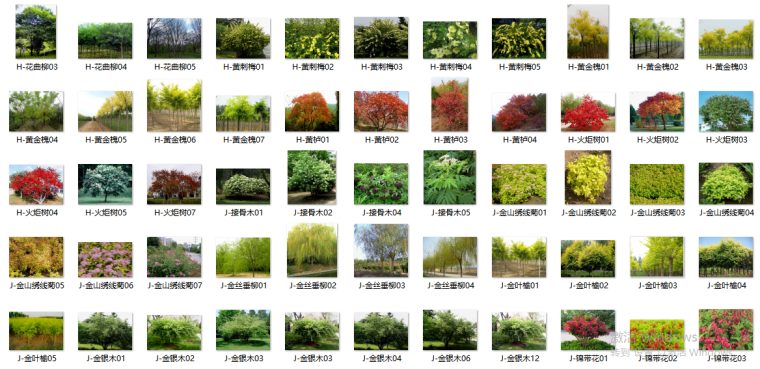 最全苗木表植物品种、苗木选型、苗木表图库-III区苗木选型标准图（沈阳、大连、北京、天津、天水）（2）