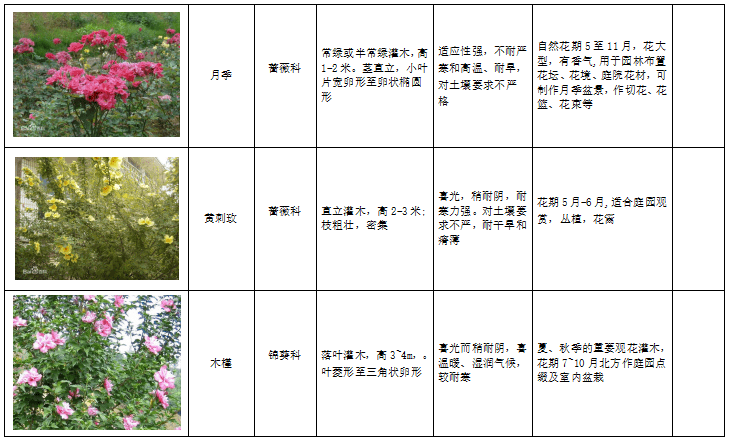 西北地区绿化植物分类图表-4