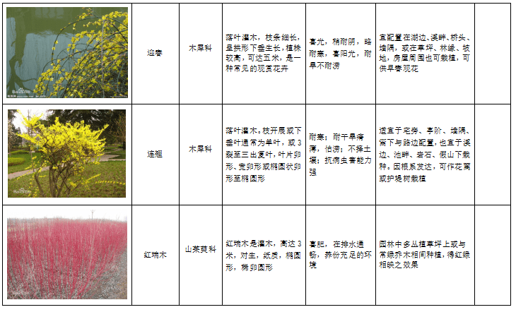 西北地区绿化植物分类图表-5