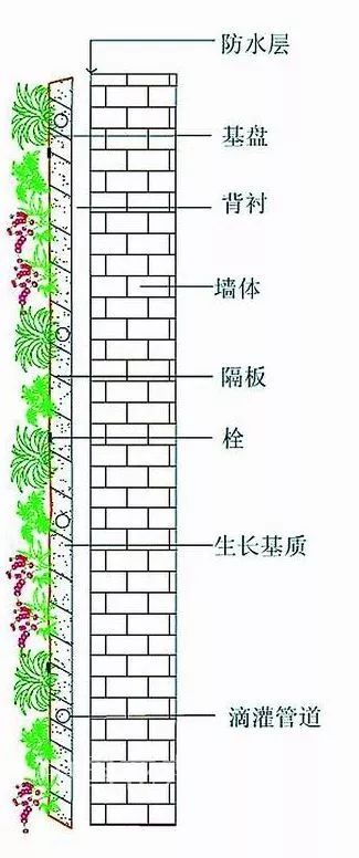 干货 | 垂直绿化工艺类型分析_6