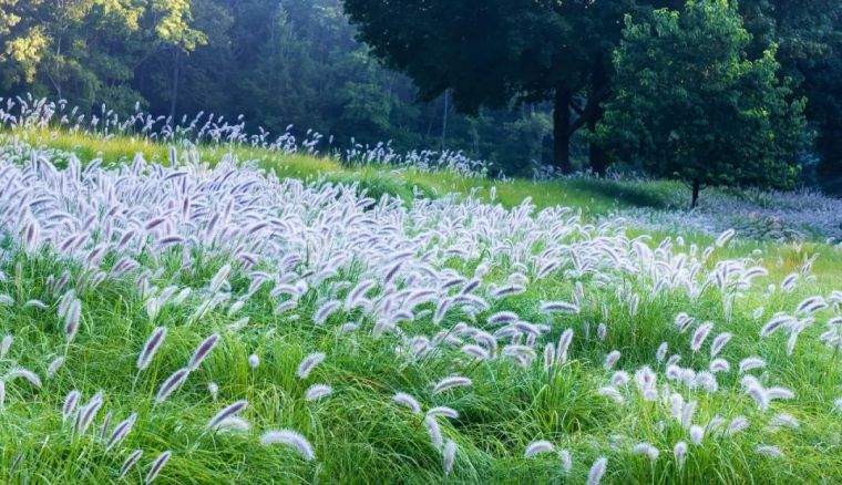 InSitu花园,美式乡村田园景观的代表_45 InSitu花园,美式乡村田园景观的代表_45