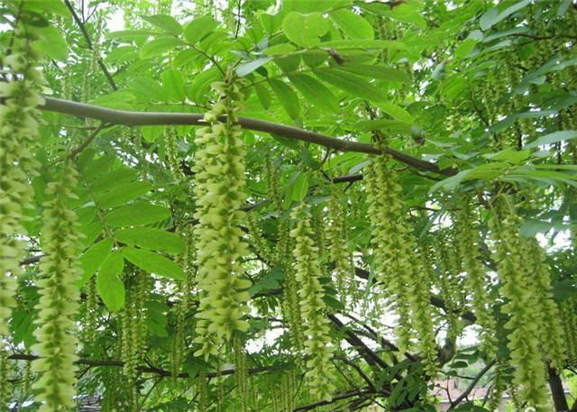 近百种路边花草植物你认识哪些？