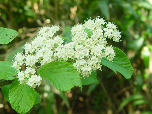 近百种路边花草植物你认识哪些？