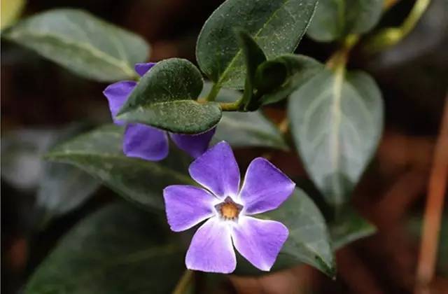 近百种路边花草植物你认识哪些？