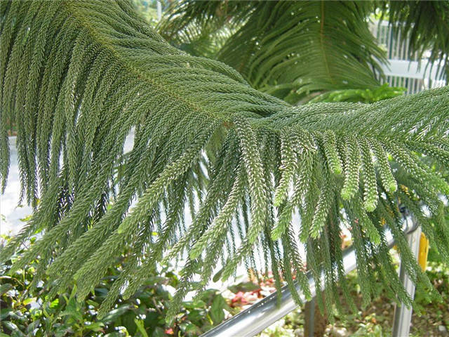 近百种路边花草植物你认识哪些？