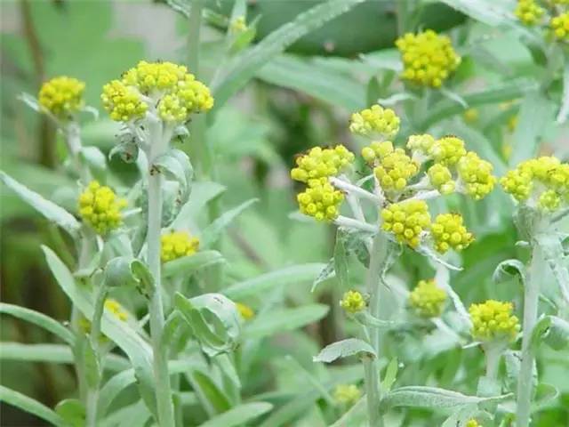 近百种路边花草植物你认识哪些？