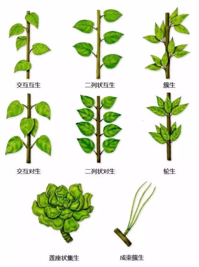 植物形态彩色图解大全