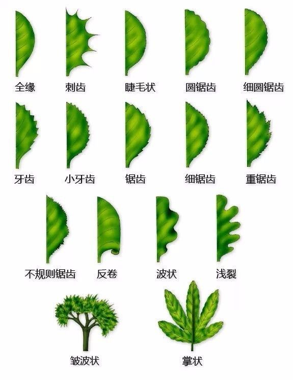 植物形态彩色图解大全