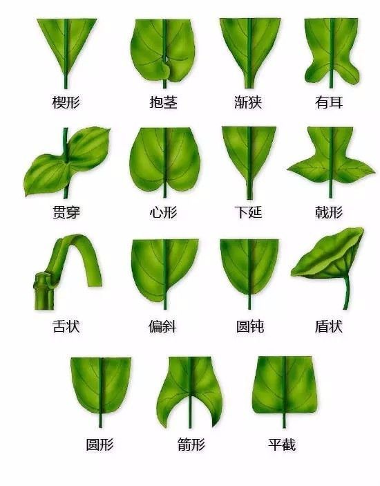 植物形态彩色图解大全