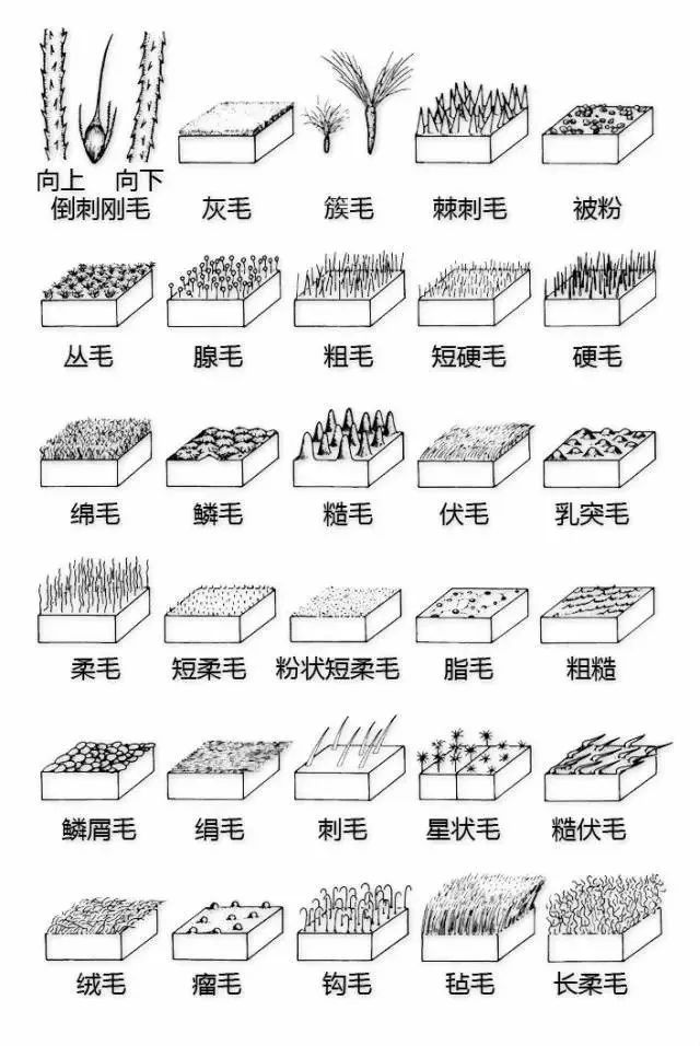 植物形态彩色图解大全