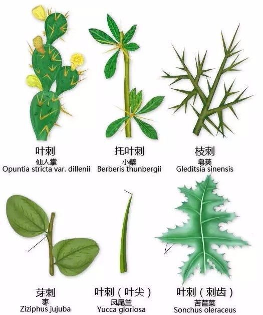 植物形态彩色图解大全