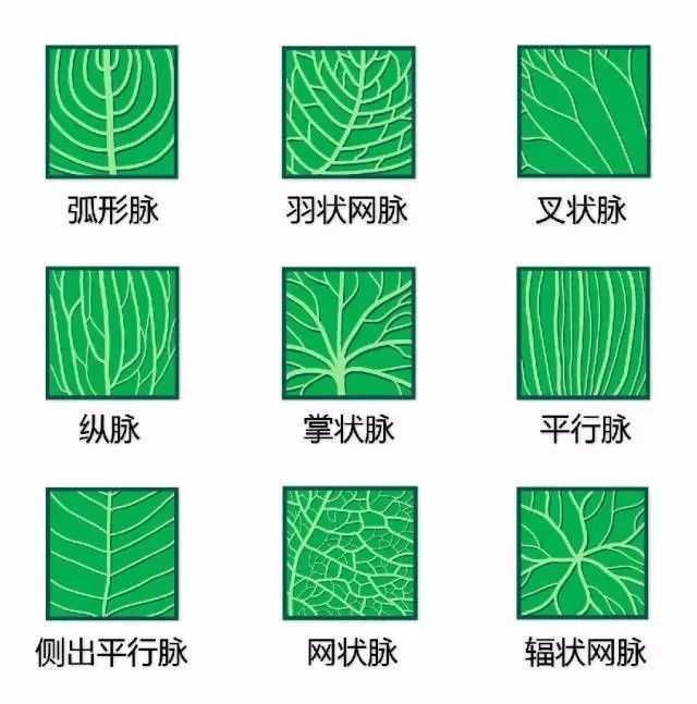 植物形态彩色图解大全