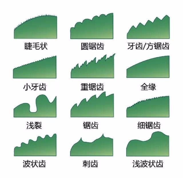 植物形态彩色图解大全