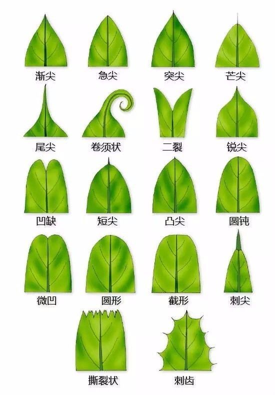 植物形态彩色图解大全