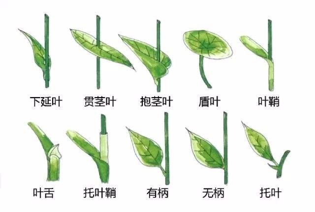 植物形态彩色图解大全