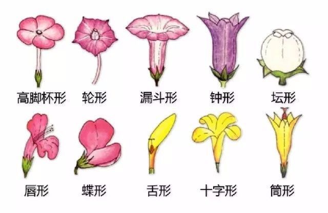 植物形态彩色图解大全