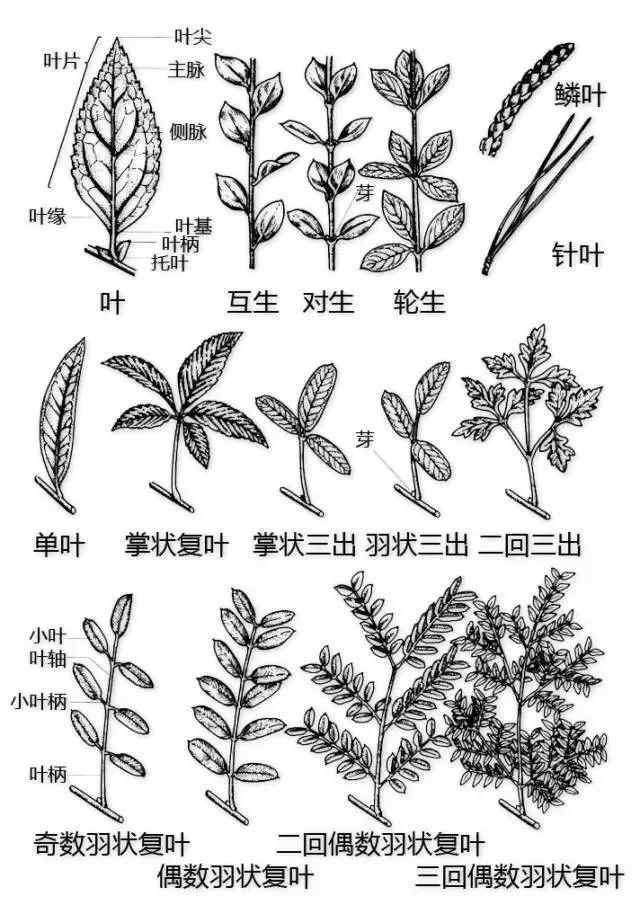 植物形态彩色图解大全