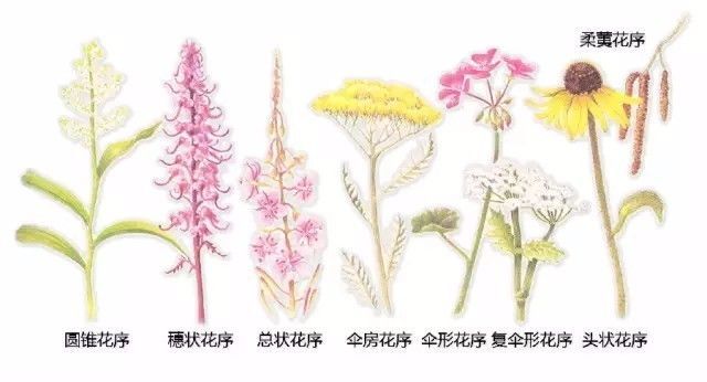 植物形态彩色图解大全