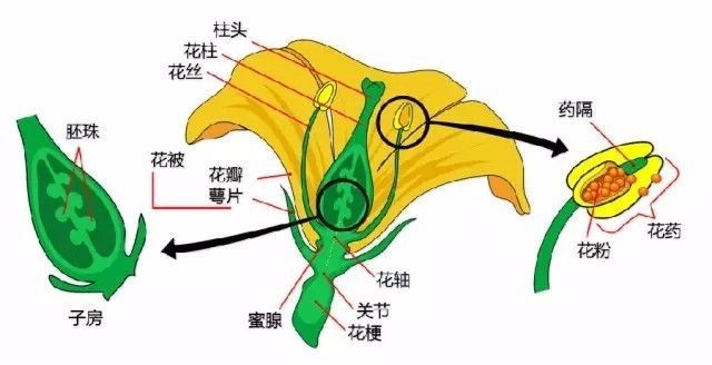 植物形态彩色图解大全