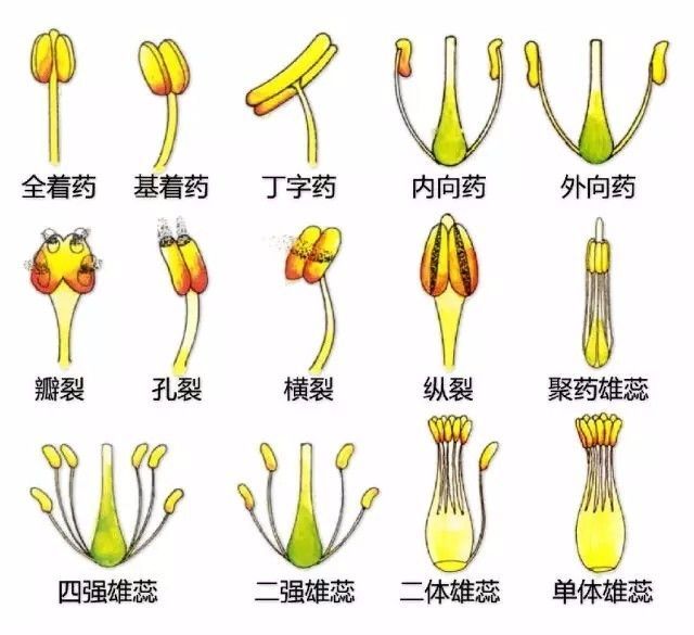 植物形态彩色图解大全