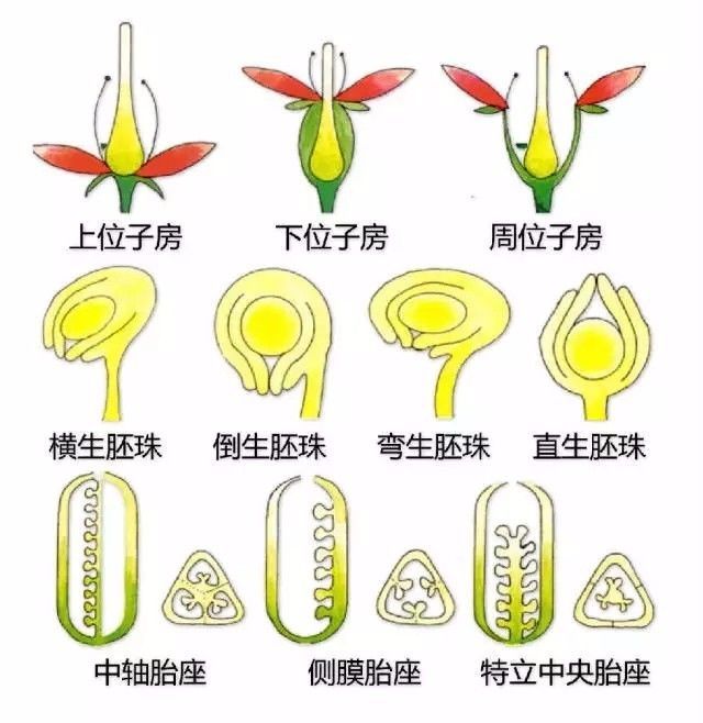 植物形态彩色图解大全