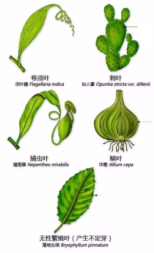 植物形态彩色图解大全