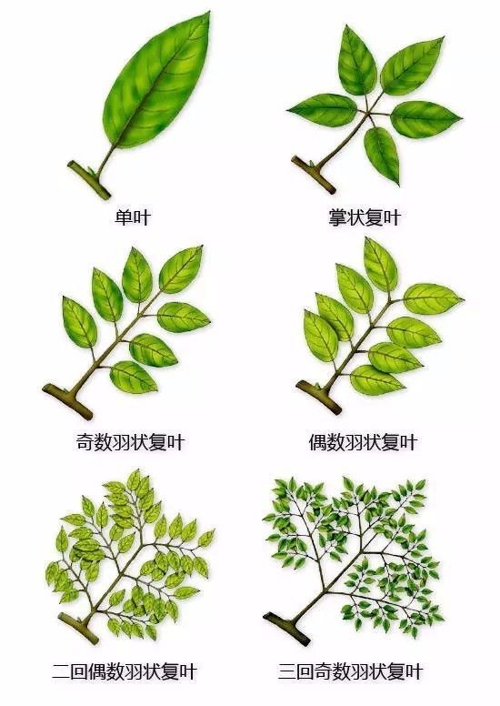 植物形态彩色图解大全