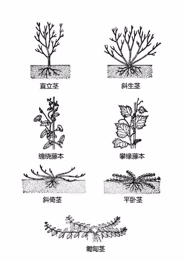 植物形态彩色图解大全