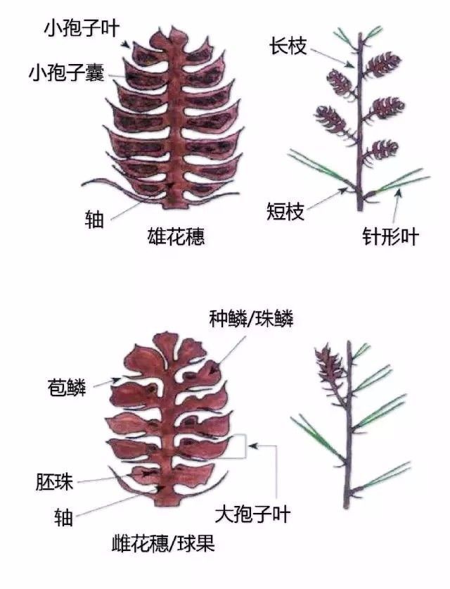 植物形态彩色图解大全