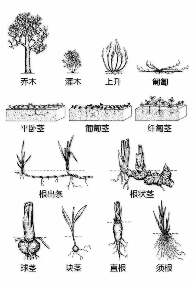 植物形态彩色图解大全