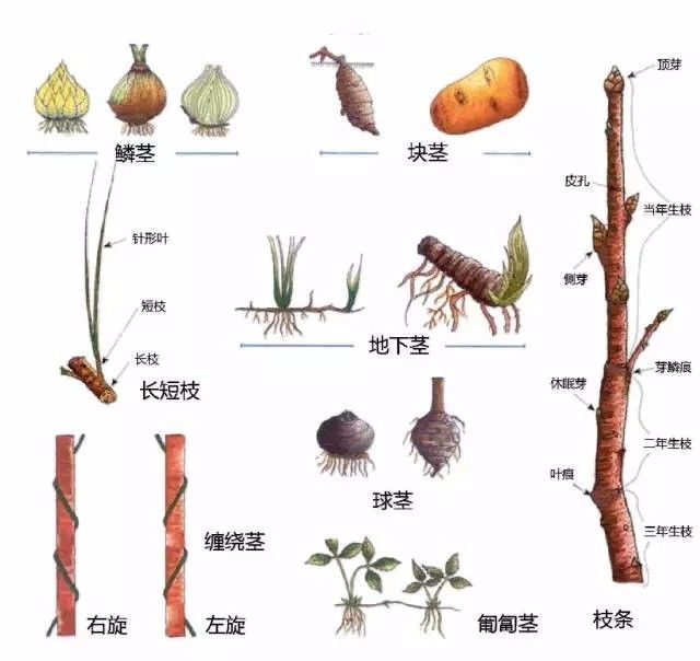 植物形态彩色图解大全