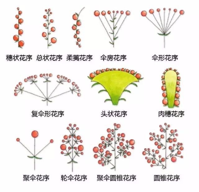 植物形态彩色图解大全