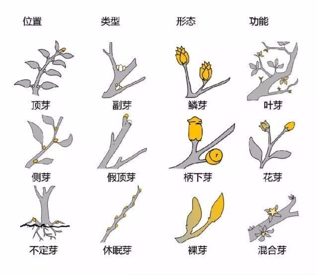 植物形态彩色图解大全