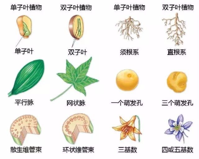 植物形态彩色图解大全