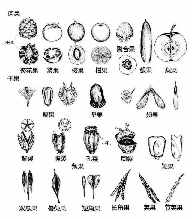 植物形态彩色图解大全