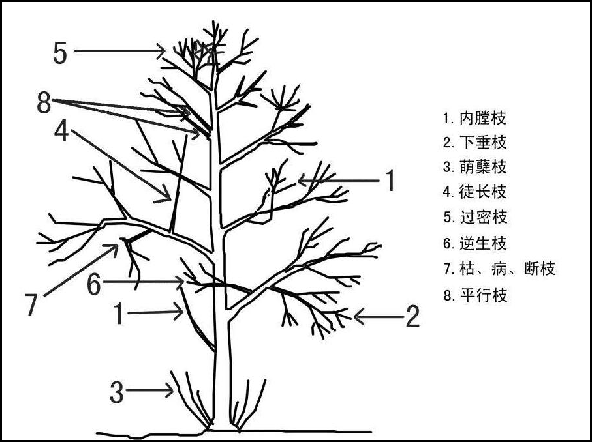 园林景观施工标准-绿化种植篇