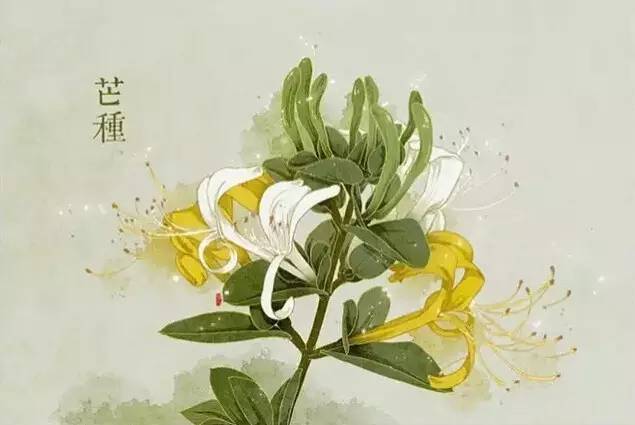 24节气与之相对应的植物 24节气与之相对应的植物