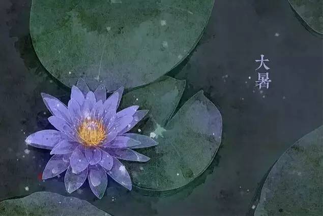 与24节气相对应的植物