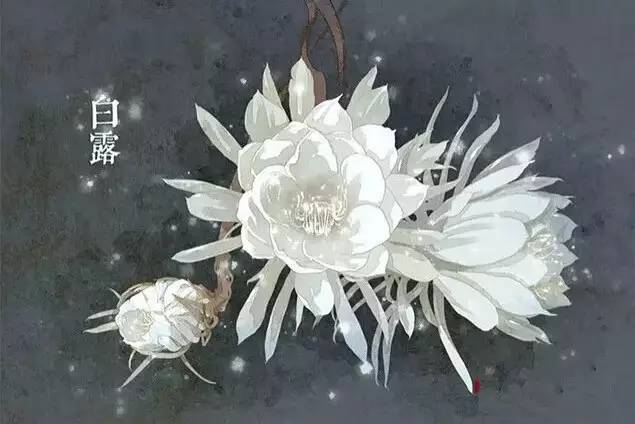 与24节气相对应的植物 与24节气相对应的植物