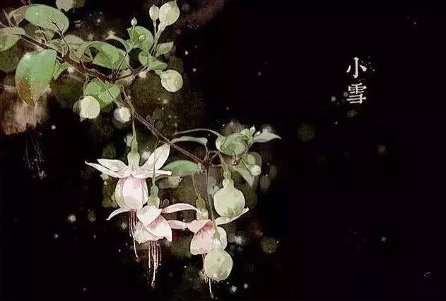 与24节气相对应的植物 与24节气相对应的植物