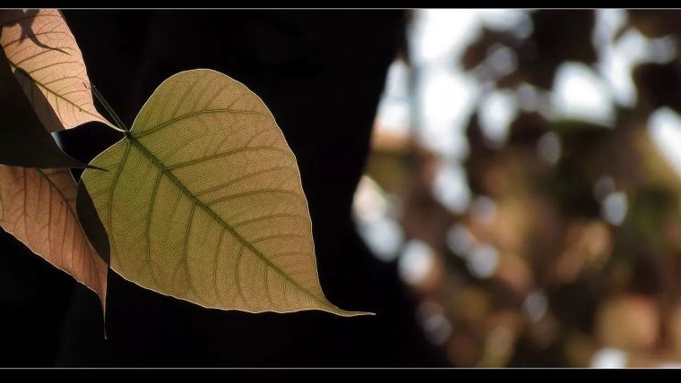 寺院里必种的佛系植物——“五树六花”