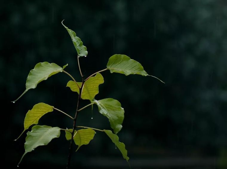 寺院里必种的佛系植物——“五树六花”