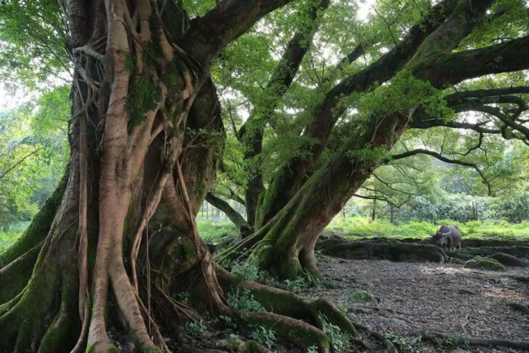 寺院里必种的佛系植物——“五树六花”