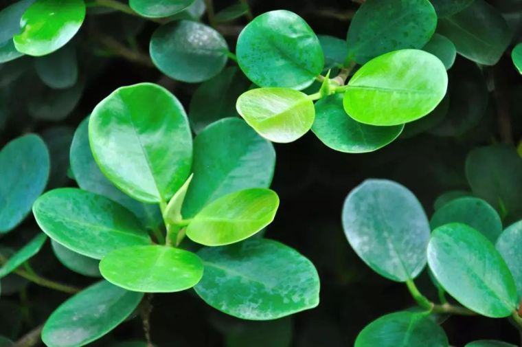 寺院里必种的佛系植物——“五树六花”