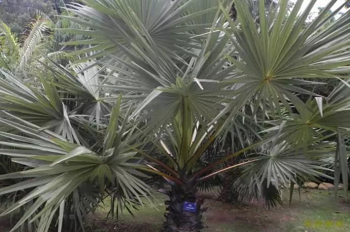 寺院里必种的佛系植物——“五树六花”