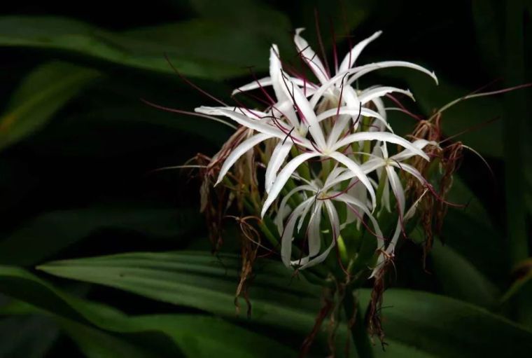 寺院里必种的佛系植物——“五树六花”